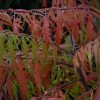 Tiger Eyes Sumac #3 - Image 3